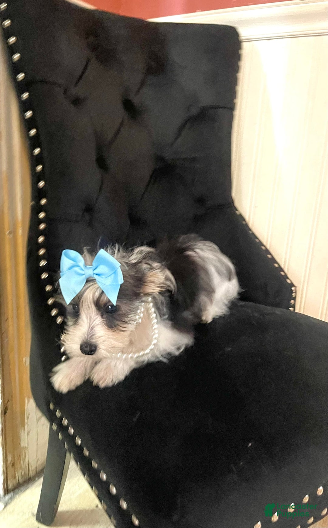 Yorkshire Terrier dogs for sale: Patrick Starr - Image 58