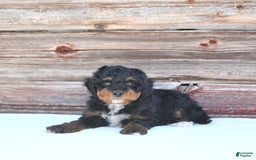 Miniature Poodle dogs for sale: Myla - Image 7