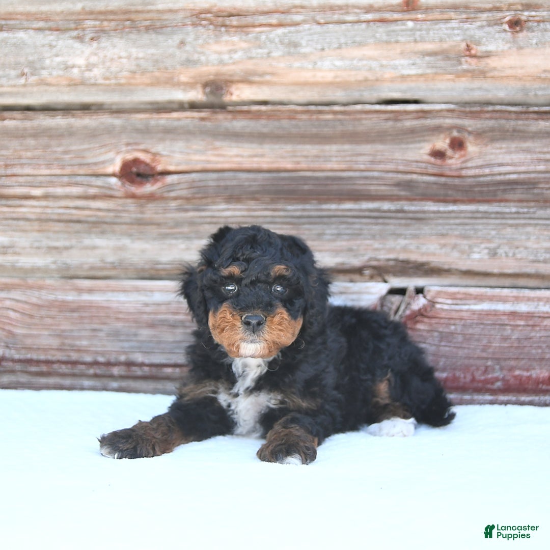 Miniature Poodle dogs for sale: Myla - Image 7