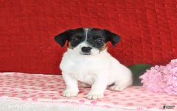 Jack Russell Terrier dogs for sale: Rascal - Image 1