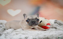 French Bulldog dogs for sale: Daisy - Image 10
