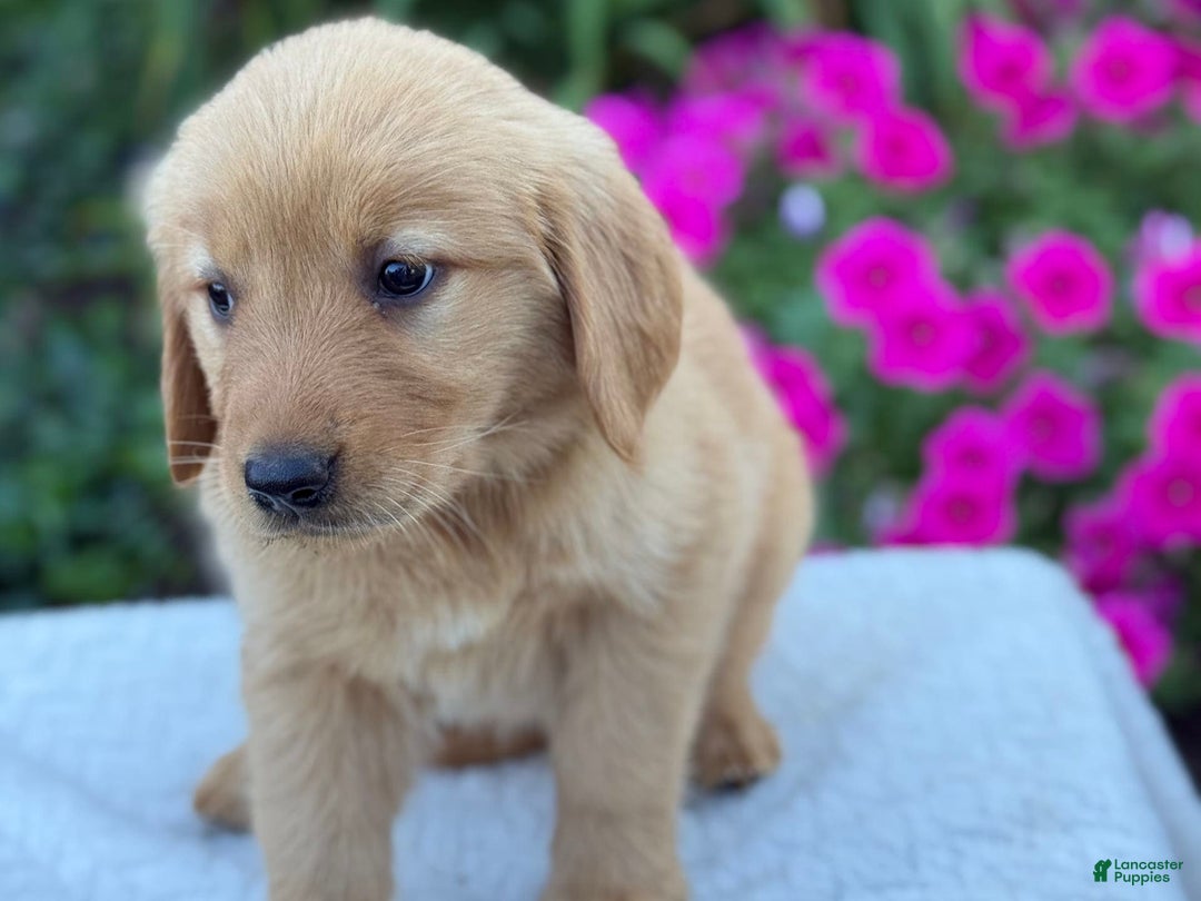 Golden Retriever dogs for sale: Treasure - Image 3