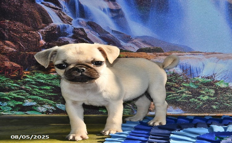 Pug dogs for sale - Ad 3