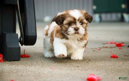 Shih Tzu dogs for sale: Shih Tzu 4 puppies - Image 27