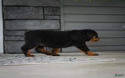 Rottweiler dogs for sale: Bella - Image 28
