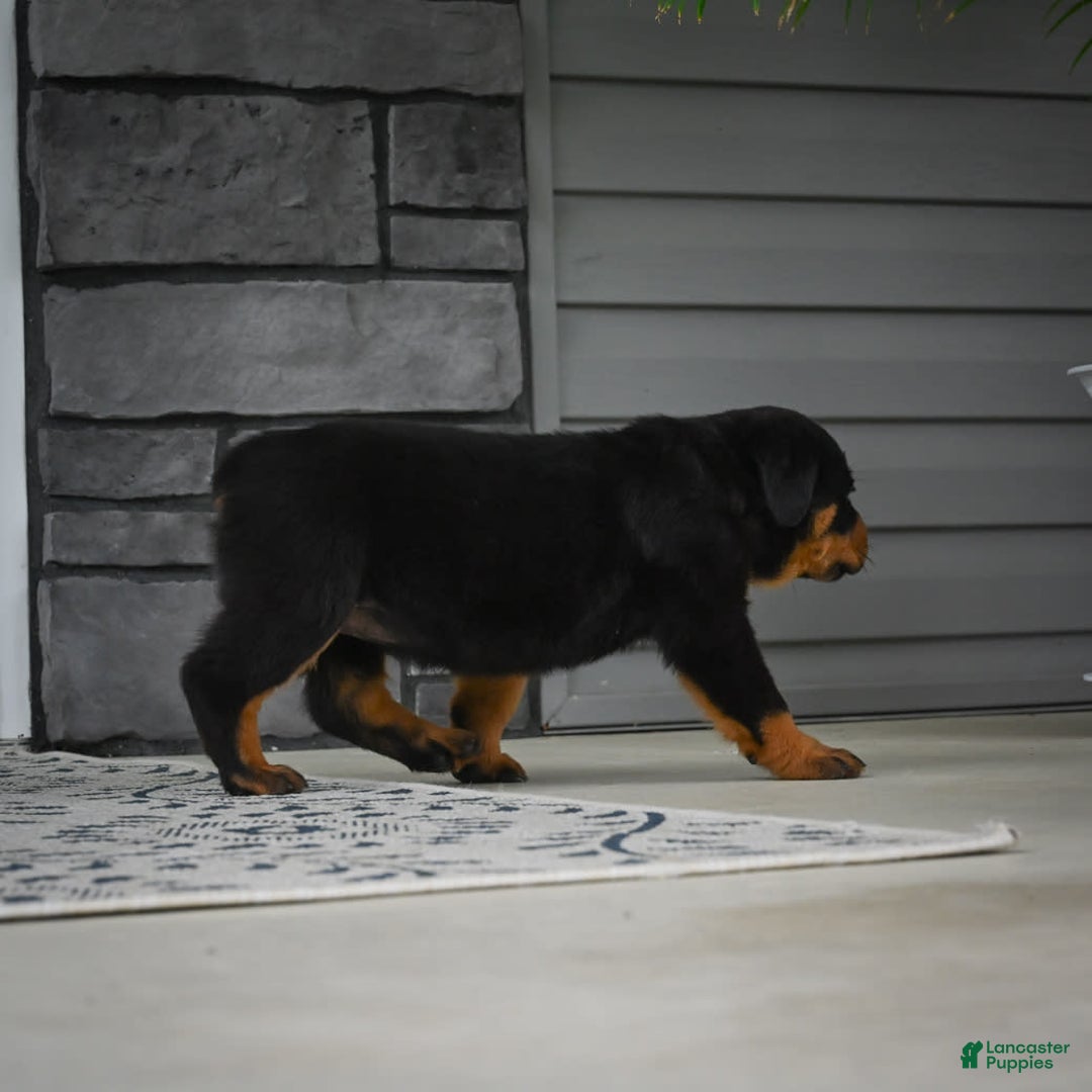 Rottweiler dogs for sale: Bella - Image 28