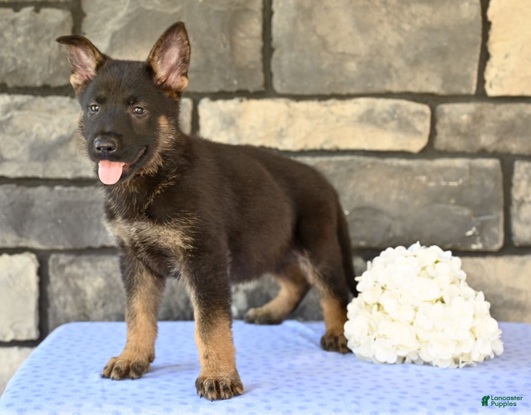 German Shepherd dogs for sale: Marshall - Image 3