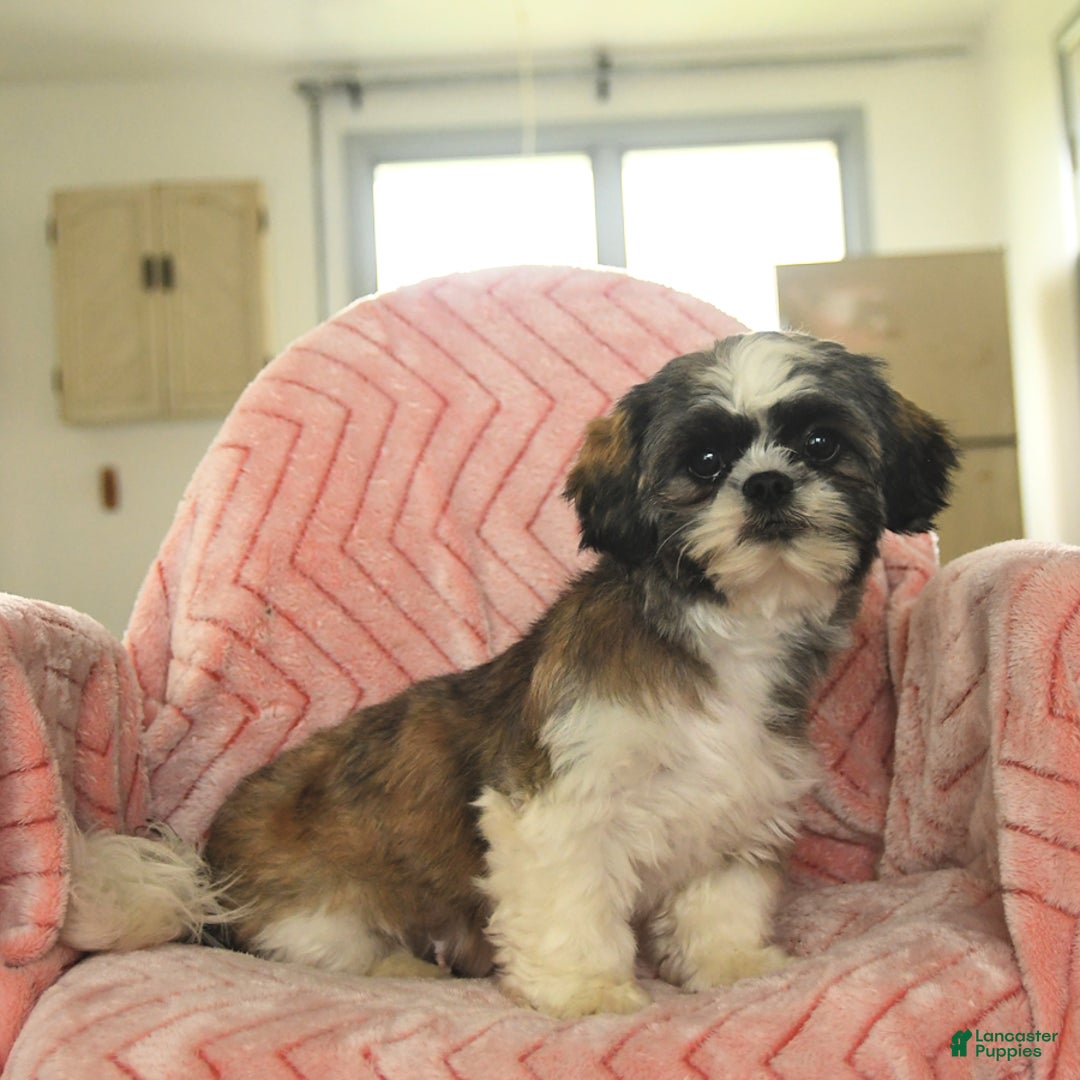Malshi dogs for sale: Dandy - Image 6