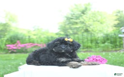 Toy Poodle dogs for sale: Twinkle - Image 3