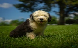 Old English Sheepdog dogs for sale: Fluffy - Image 8