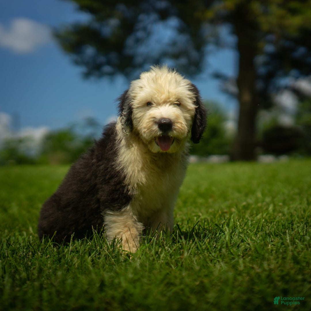 Old English Sheepdog dogs for sale: Fluffy - Image 8