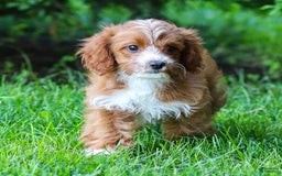 Cavapoo dogs for sale: Poppy - Image 12