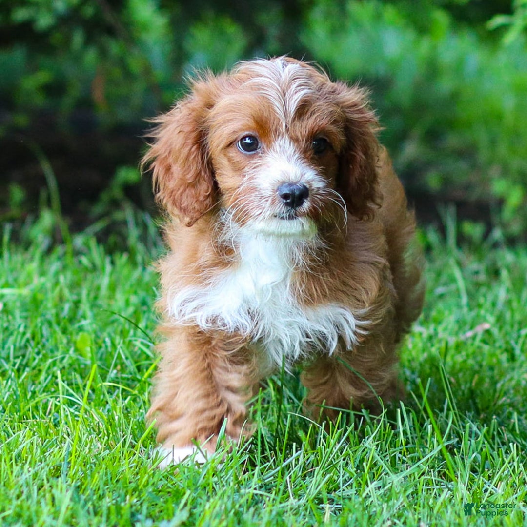 Cavapoo dogs for sale: Poppy - Image 12