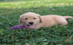 Golden Retriever dogs for sale: Munchkin - Image 3