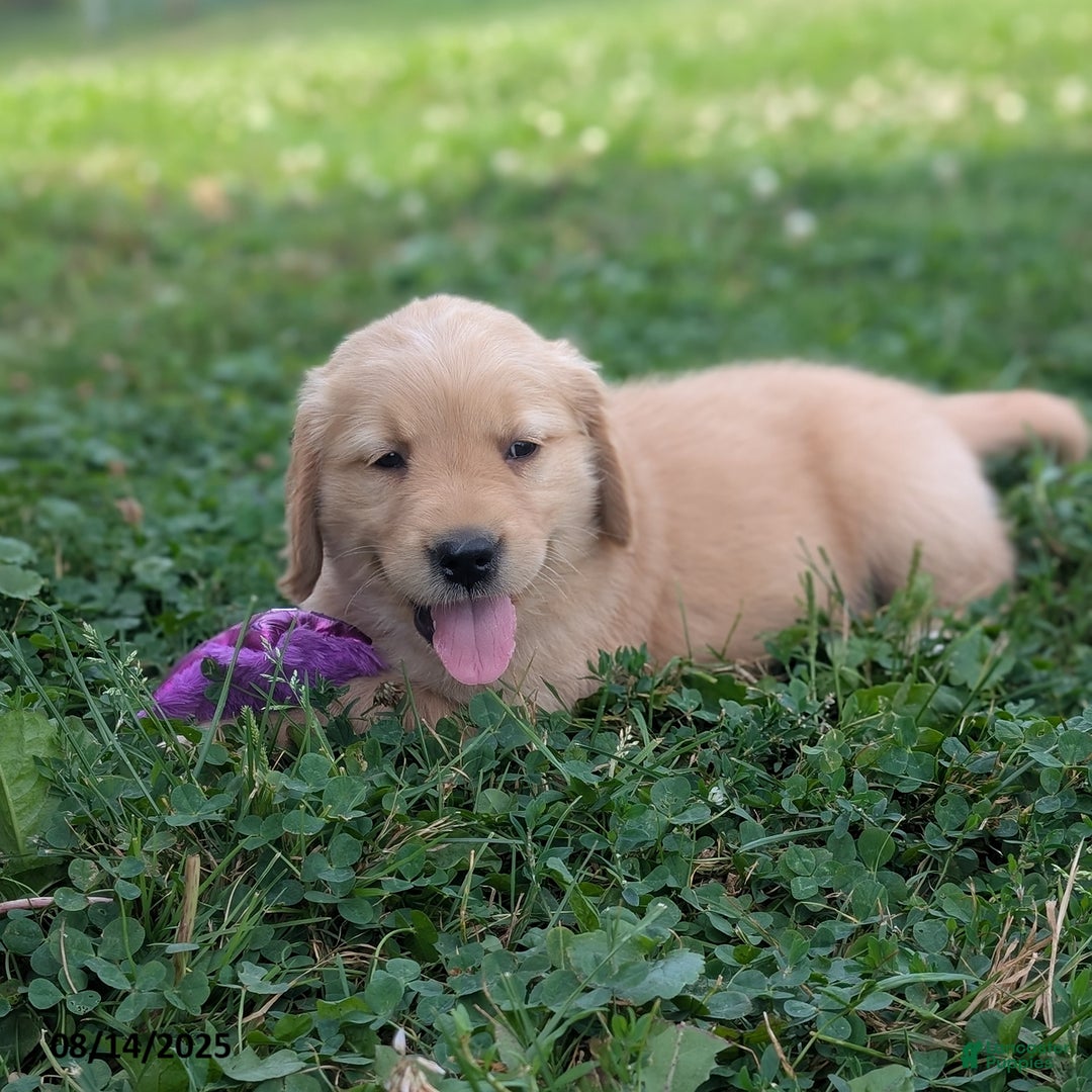Golden Retriever dogs for sale: Munchkin - Image 3