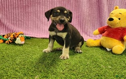 Catahoula Leopard Dog dogs for sale: Tess 2025 Female 6 - Image 9