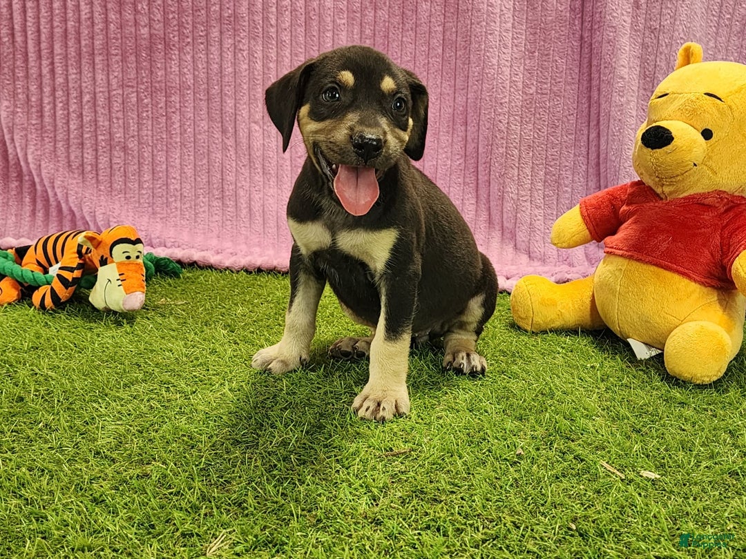 Catahoula Leopard Dog dogs for sale: Tess 2025 Female 6 - Image 9