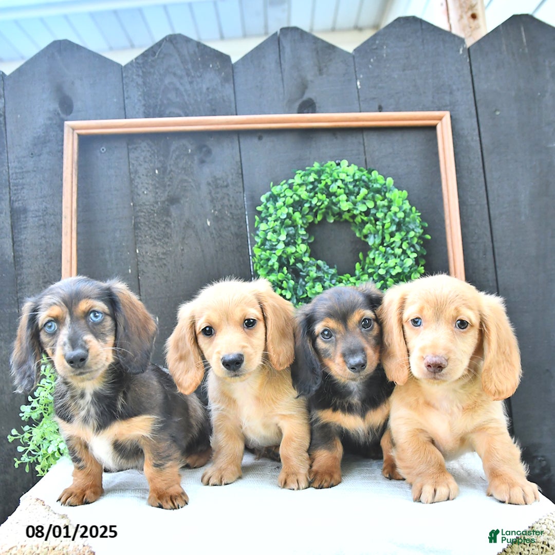 Dachshund dogs for sale: Kiki - Image 4