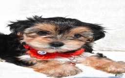 Morkie dogs for sale: Jana  Teacup - Image 2