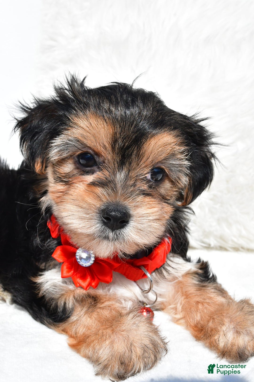 Morkie dogs for sale: Jana  Teacup - Image 2