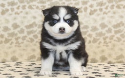 Pomsky dogs for sale: Chief - Image 4