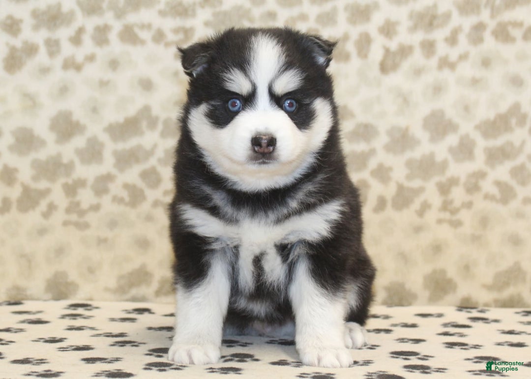 Pomsky dogs for sale: Chief - Image 4