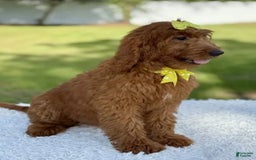 Goldendoodle dogs for sale: Channel - Image 2