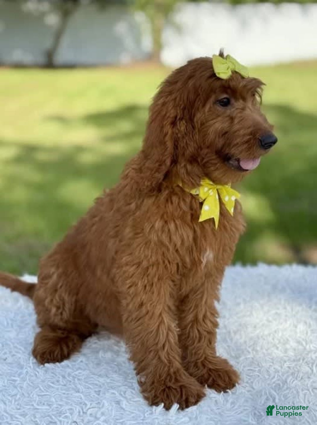Goldendoodle dogs for sale: Channel - Image 2