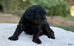 Cavapoo dogs for sale: Luna - Image 22