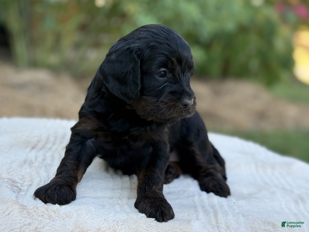 Cavapoo dogs for sale: Luna - Image 22