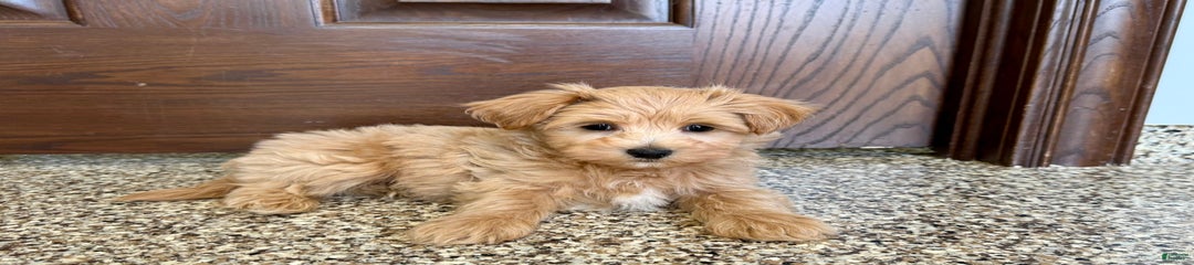 Frankie