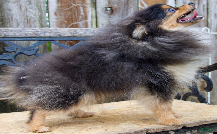 Pomeranian dogs for sale - Ad 3