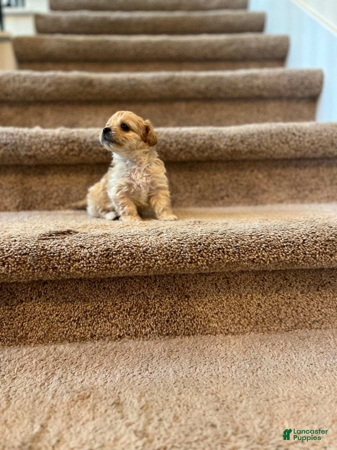 Maltipoo dogs for sale: Luna - Image 5