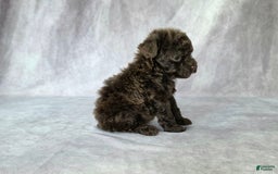 Toy Poodle dogs for sale: Uma - Image 7