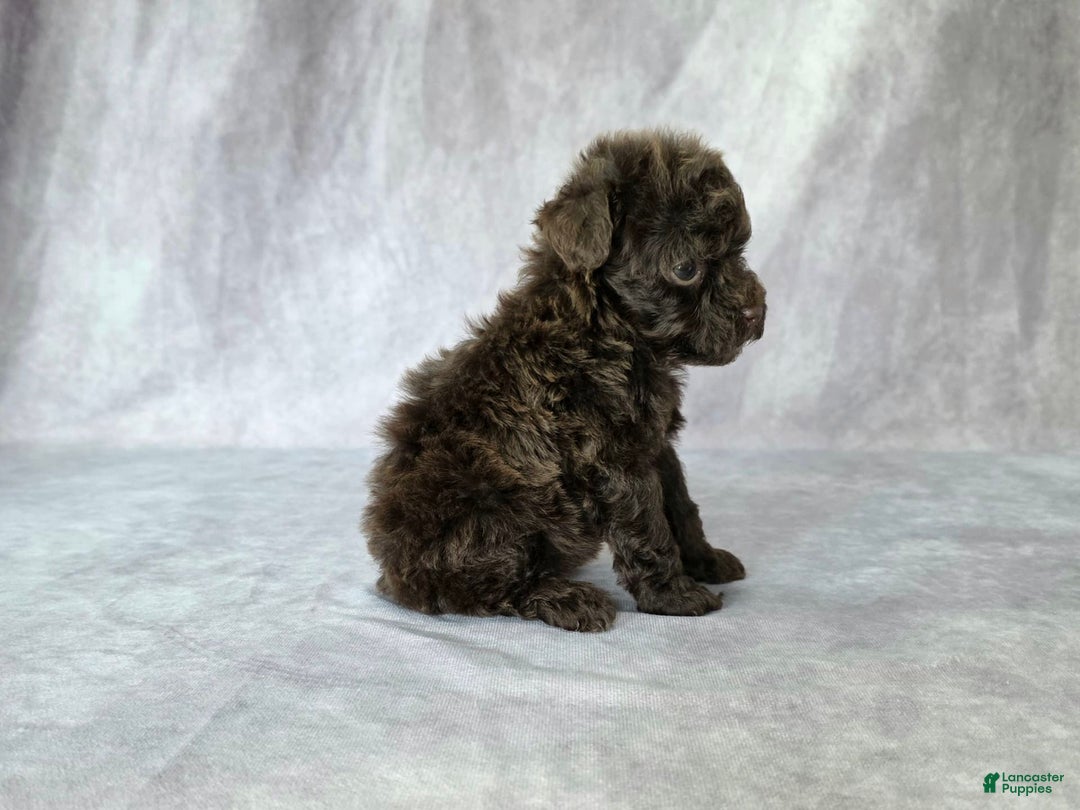 Toy Poodle dogs for sale: Uma - Image 7