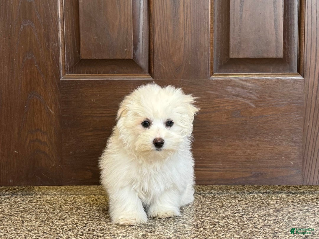 Coton De Tulear dogs for sale: Coton Male 1 - Image 5