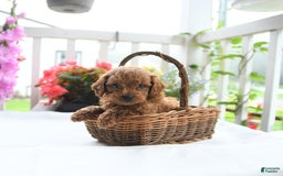 Toy Poodle dogs for sale: Vinny - Image 1