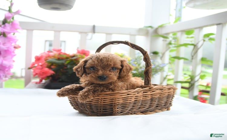 Toy Poodle dogs for sale - Ad 1