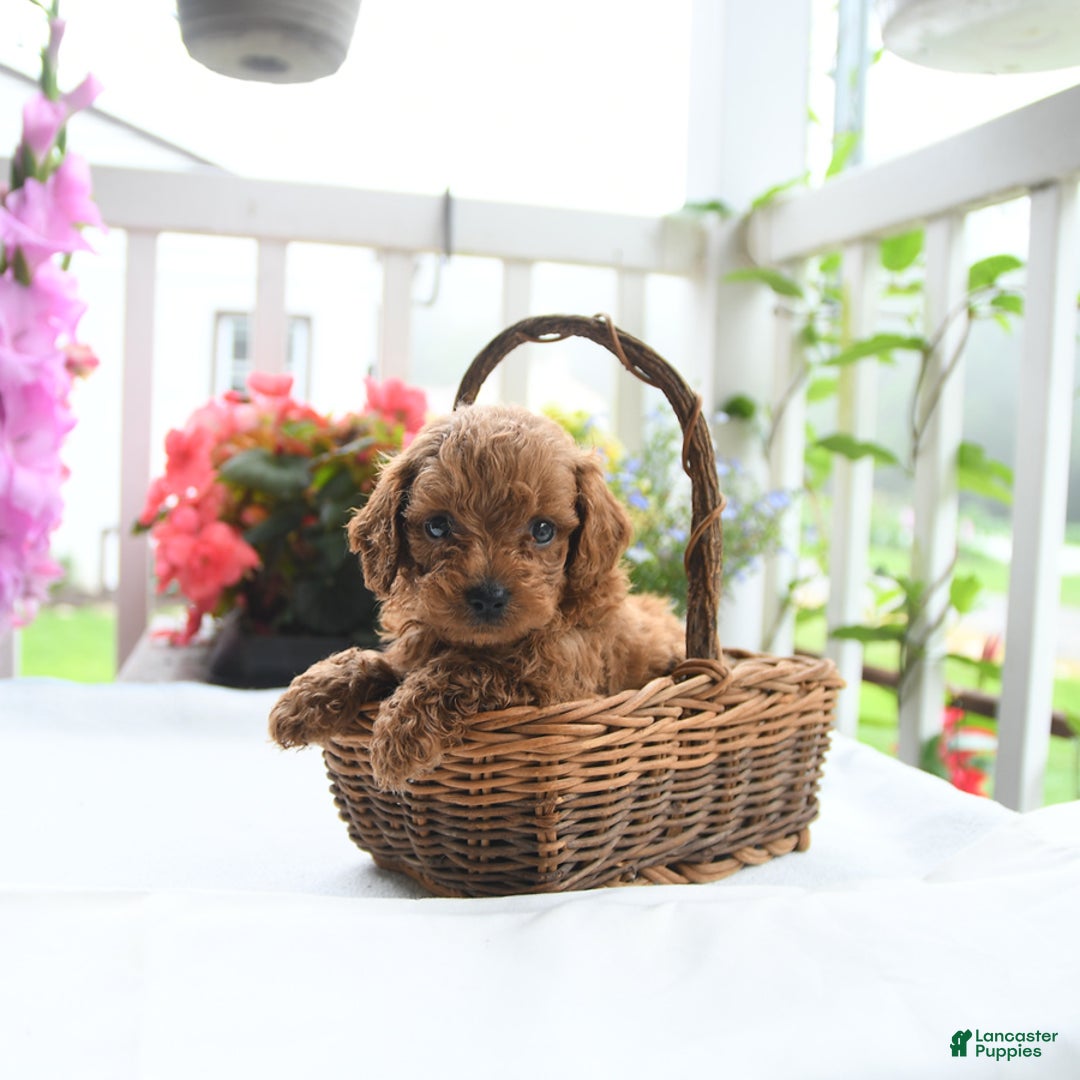 Toy Poodle dogs for sale: Vinny - Image 1
