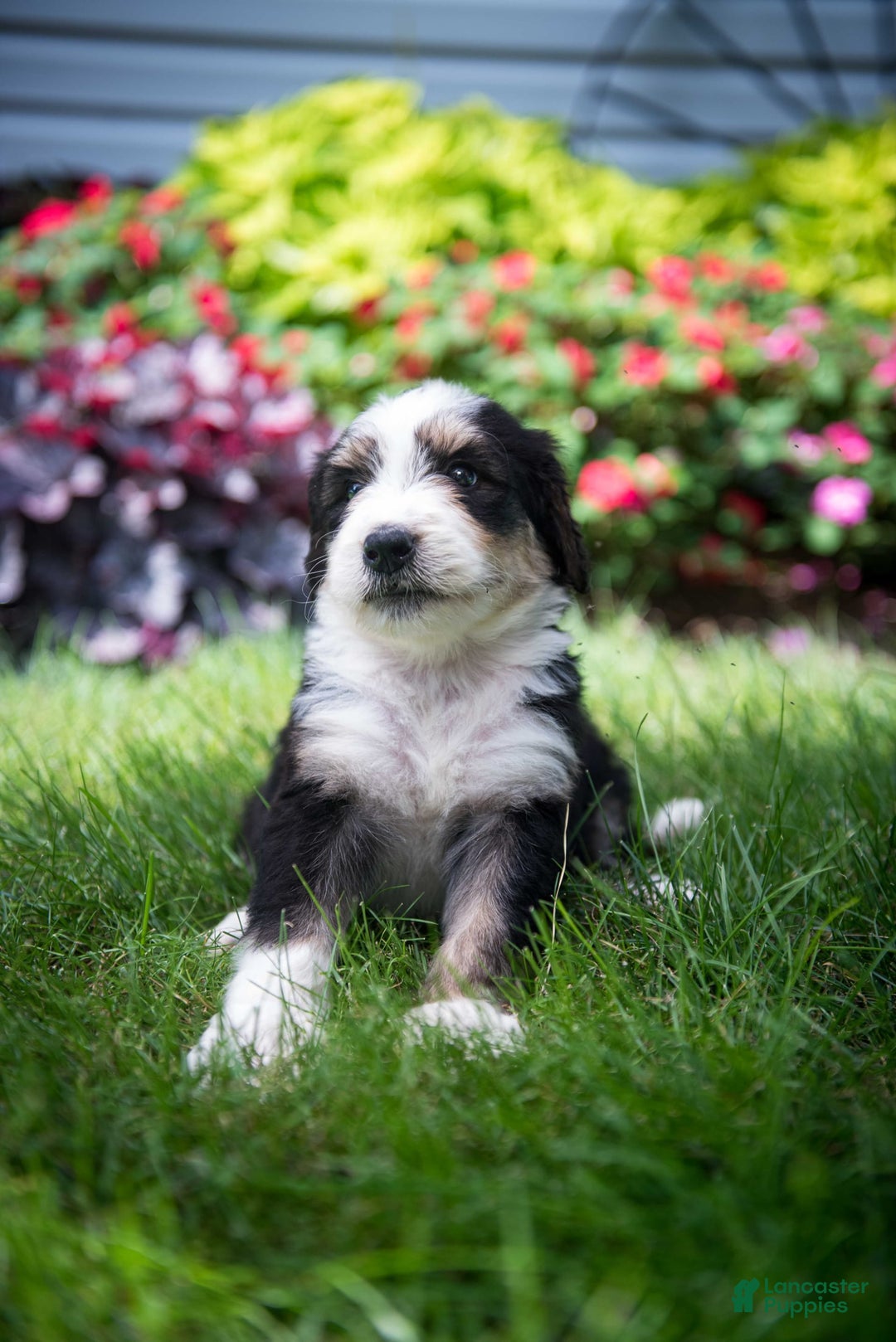 Bernedoodle dogs for sale: Shooter - Image 15