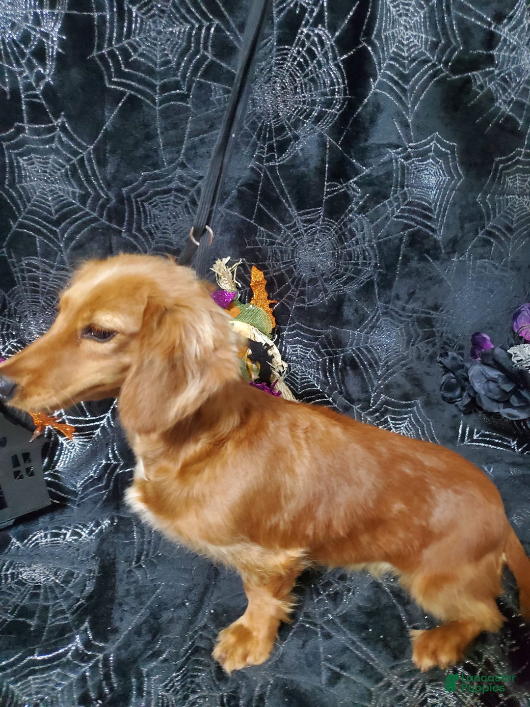 Dachshund dogs for sale: Jolly - Image 11