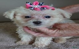 Maltipoo dogs for sale: Amara - Image 21