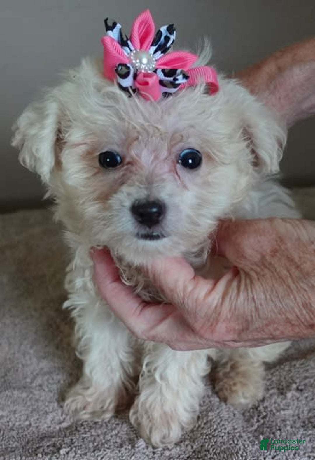 Maltipoo dogs for sale: Amara - Image 21