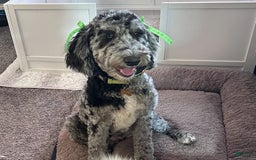 Labradoodle dogs for sale: Ace - Image 5
