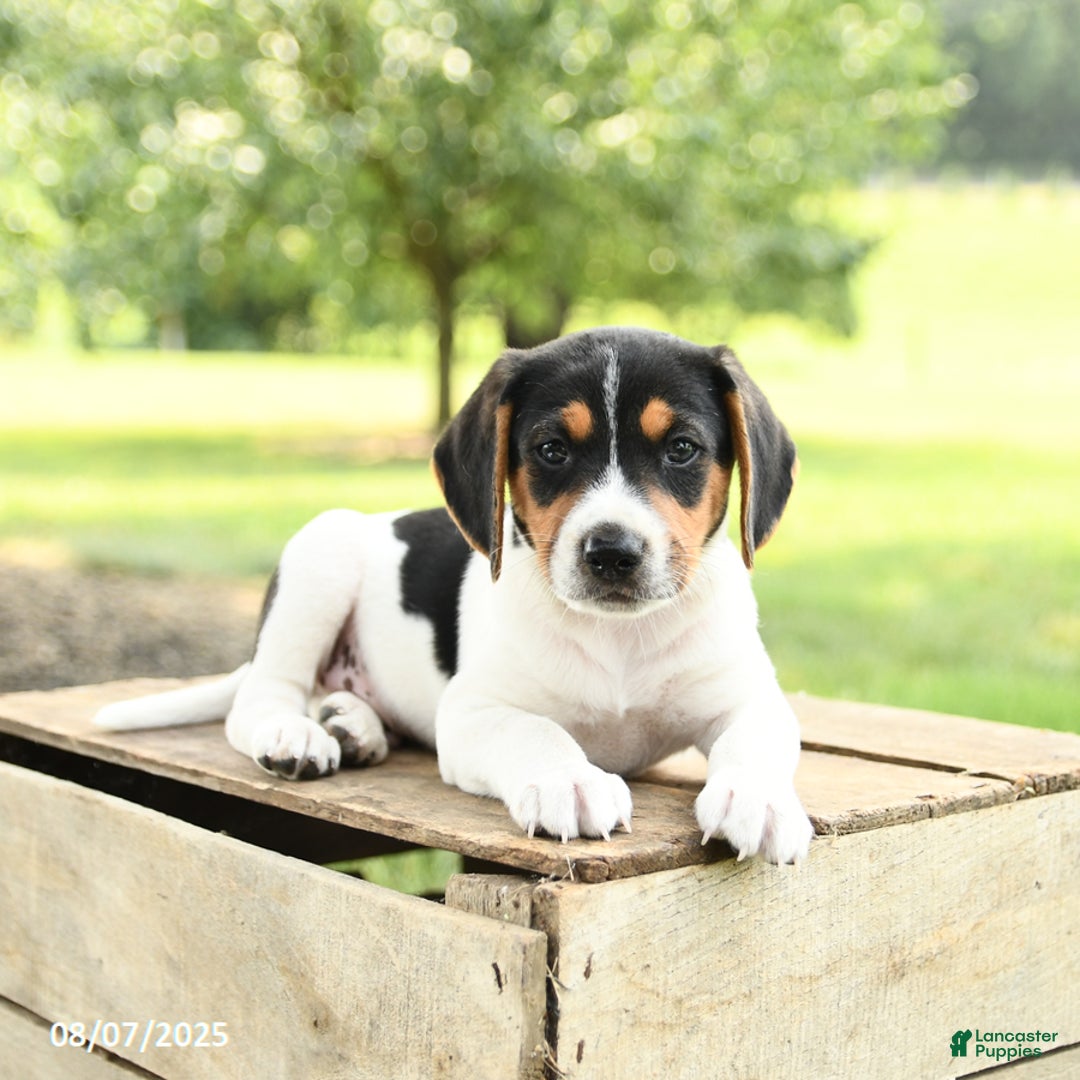 Beagle dogs for sale: Leo - Image 3
