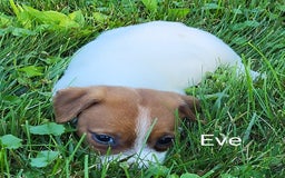 Jack Russell Terrier dogs for sale: Eve - Image 1