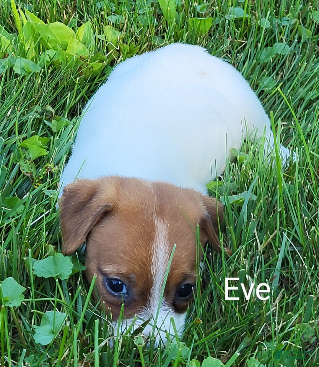 Jack Russell Terrier dogs for sale: Eve - Image 1