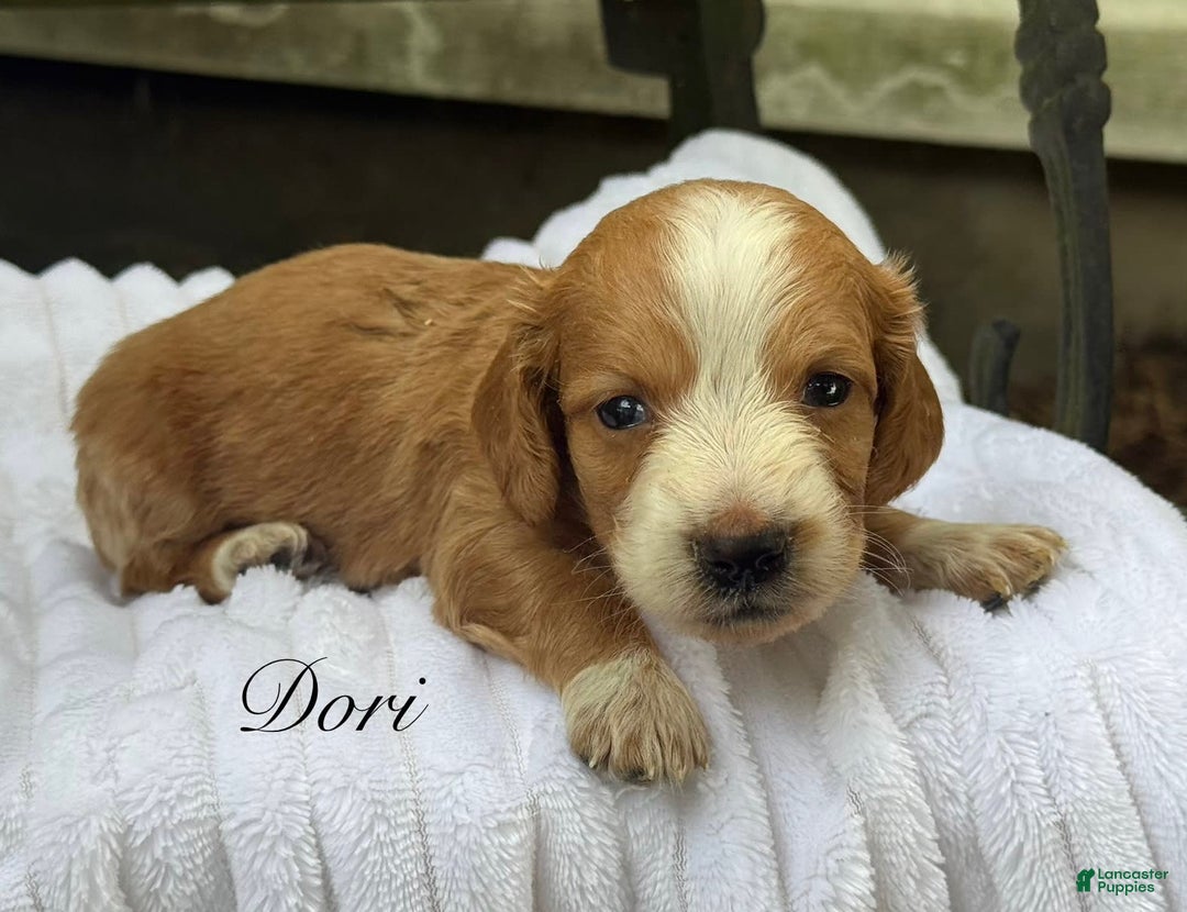 Miniature Dachshund dogs for sale: Dori - Image 1