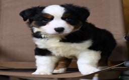 Miniature Australian Shepherd dogs for sale: Jace - Image 1