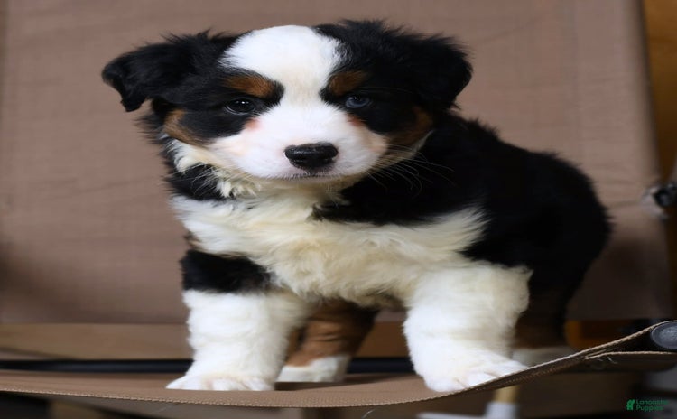 Miniature Australian Shepherd dogs for sale - Ad 4